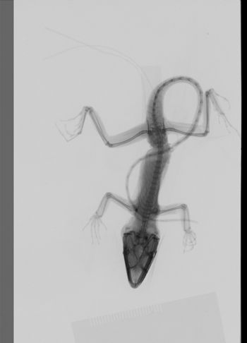 Media type: image;   Herpetology R-189331